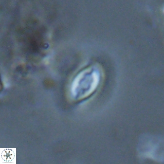 Prinsius bisulcus 24789