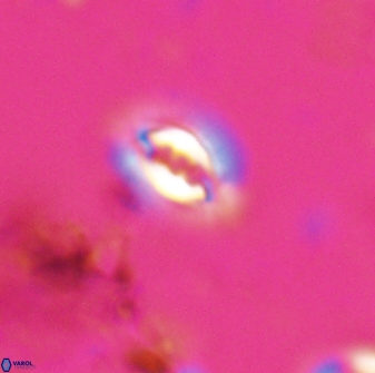 Prinsius bisulcus 24790