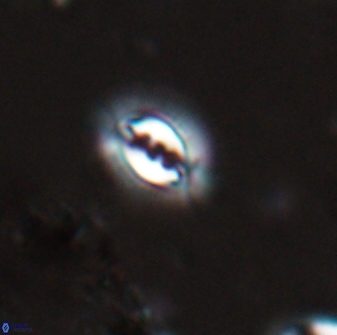 Prinsius bisulcus 24791