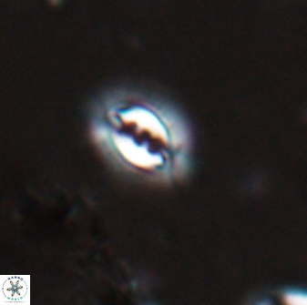 Prinsius bisulcus 24791