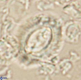 Prinsius cf amplus 65077
