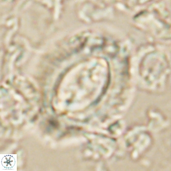 Prinsius cf amplus 65077