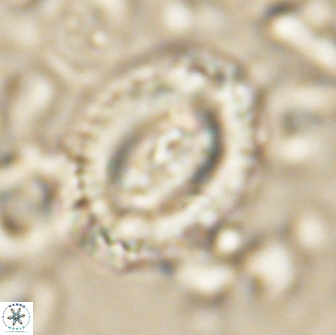 Prinsius cf amplus 65079