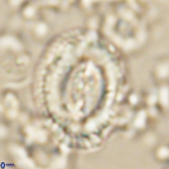 Prinsius cf amplus 65081