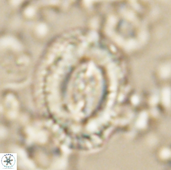 Prinsius cf amplus 65081