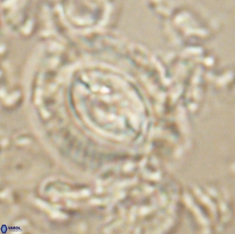 Prinsius cf amplus 65087