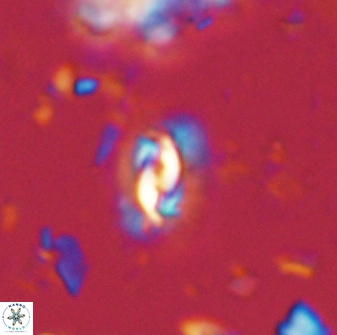 Prinsius diplopora 53815