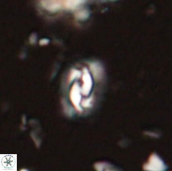 Prinsius diplopora 53816