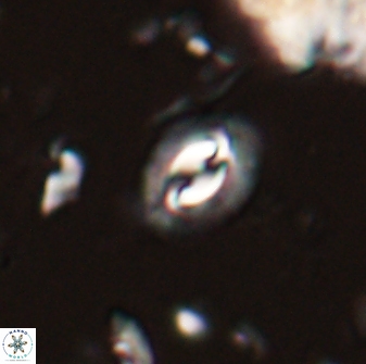 Prinsius diplopora 53817