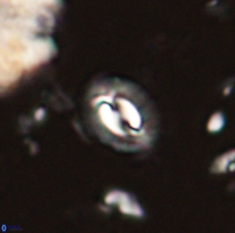 Prinsius diplopora 53820