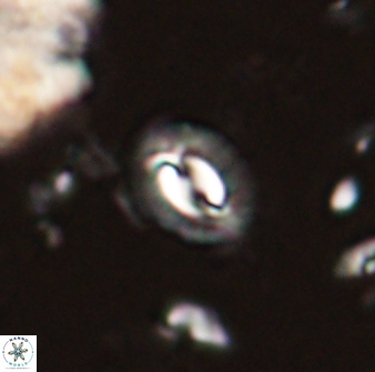 Prinsius diplopora 53820