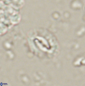 Prinsius diplopora 53821