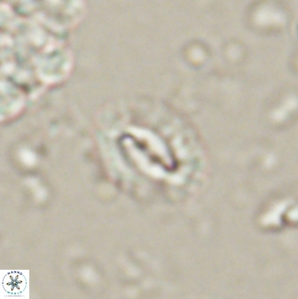 Prinsius diplopora 53821