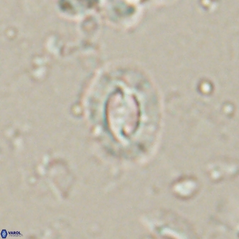 Prinsius diplopora 53822