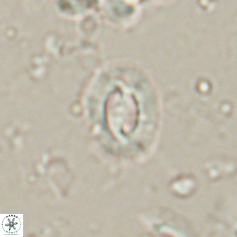 Prinsius diplopora 53822