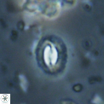 Prinsius diplopora 53823