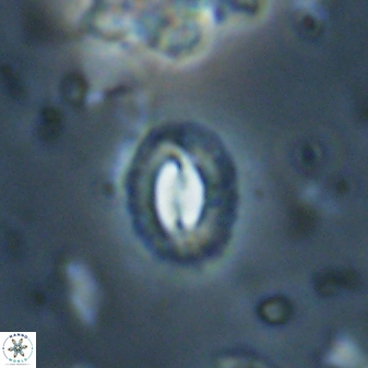 Prinsius diplopora 53824