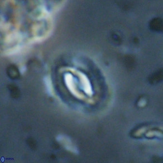 Prinsius diplopora 53825