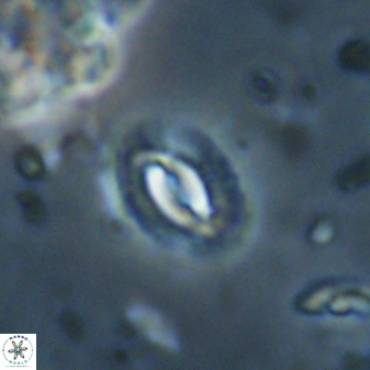Prinsius diplopora 53825