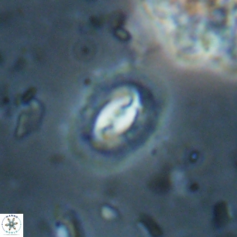Prinsius diplopora 53827