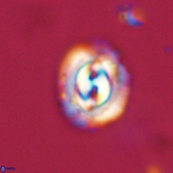 Prinsius diplopora 68627