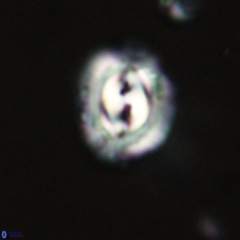 Prinsius diplopora 68628