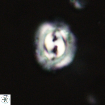 Prinsius diplopora 68628