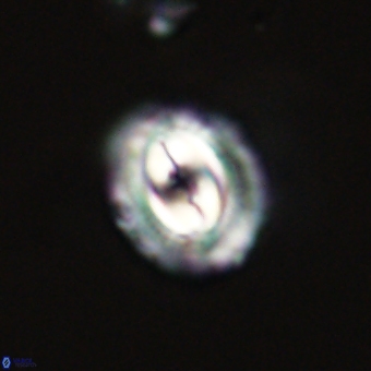 Prinsius diplopora 68629