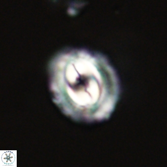 Prinsius diplopora 68629