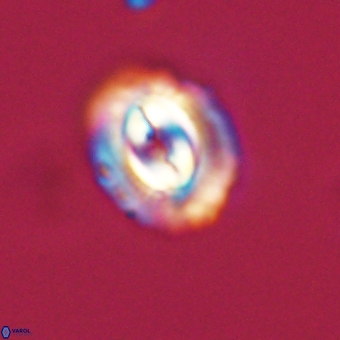 Prinsius diplopora 68630