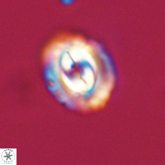 Prinsius diplopora 68630