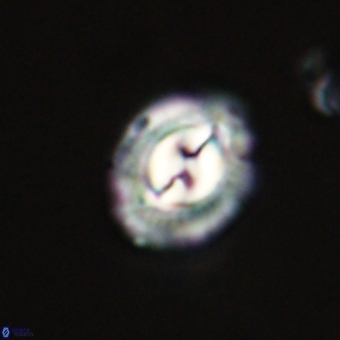 Prinsius diplopora 68632