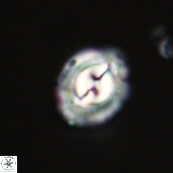 Prinsius diplopora 68632