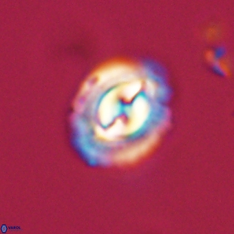 Prinsius diplopora 68633