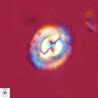 Prinsius diplopora 68633