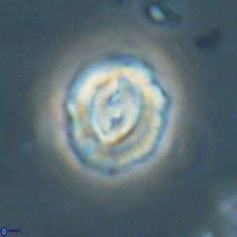 Prinsius diplopora 68635