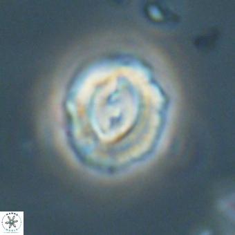 Prinsius diplopora 68635