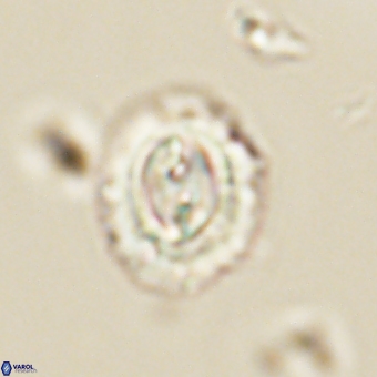 Prinsius diplopora 68637