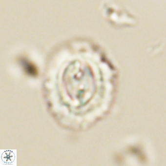 Prinsius diplopora 68637
