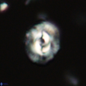 Prinsius diplopora 68641