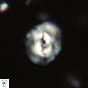 Prinsius diplopora 68641