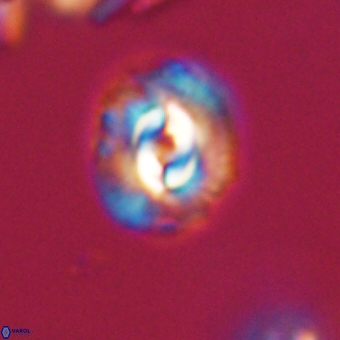 Prinsius diplopora 68642