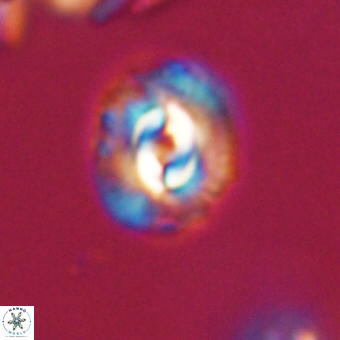 Prinsius diplopora 68642