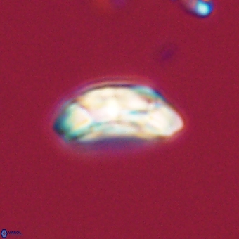 Prinsius diplopora 68647