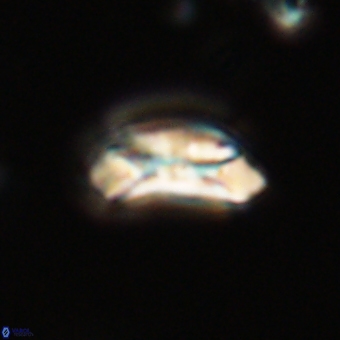Prinsius diplopora 68648