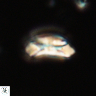 Prinsius diplopora 68648