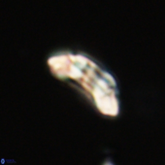 Prinsius diplopora 68649