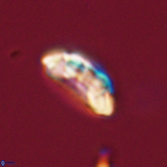 Prinsius diplopora 68650