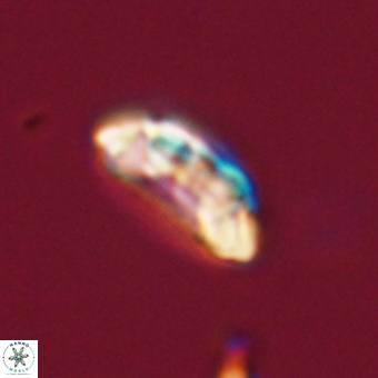 Prinsius diplopora 68650