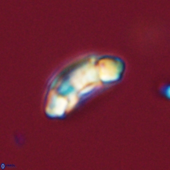 Prinsius diplopora 68651